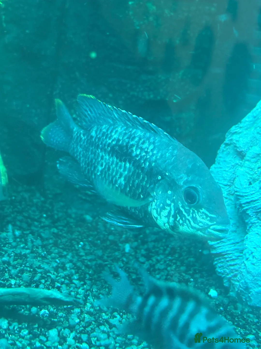 Cichlids fish for sale: CichlidS  - Advert 2