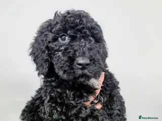 Cockapoo dogs LAST COCKAPOO PUPPY READY NOW - Advert 1