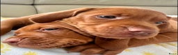 Hungarian Vizsla dogs for sale: Healthy Hungarian Vizlas puppies!! - Advert 5