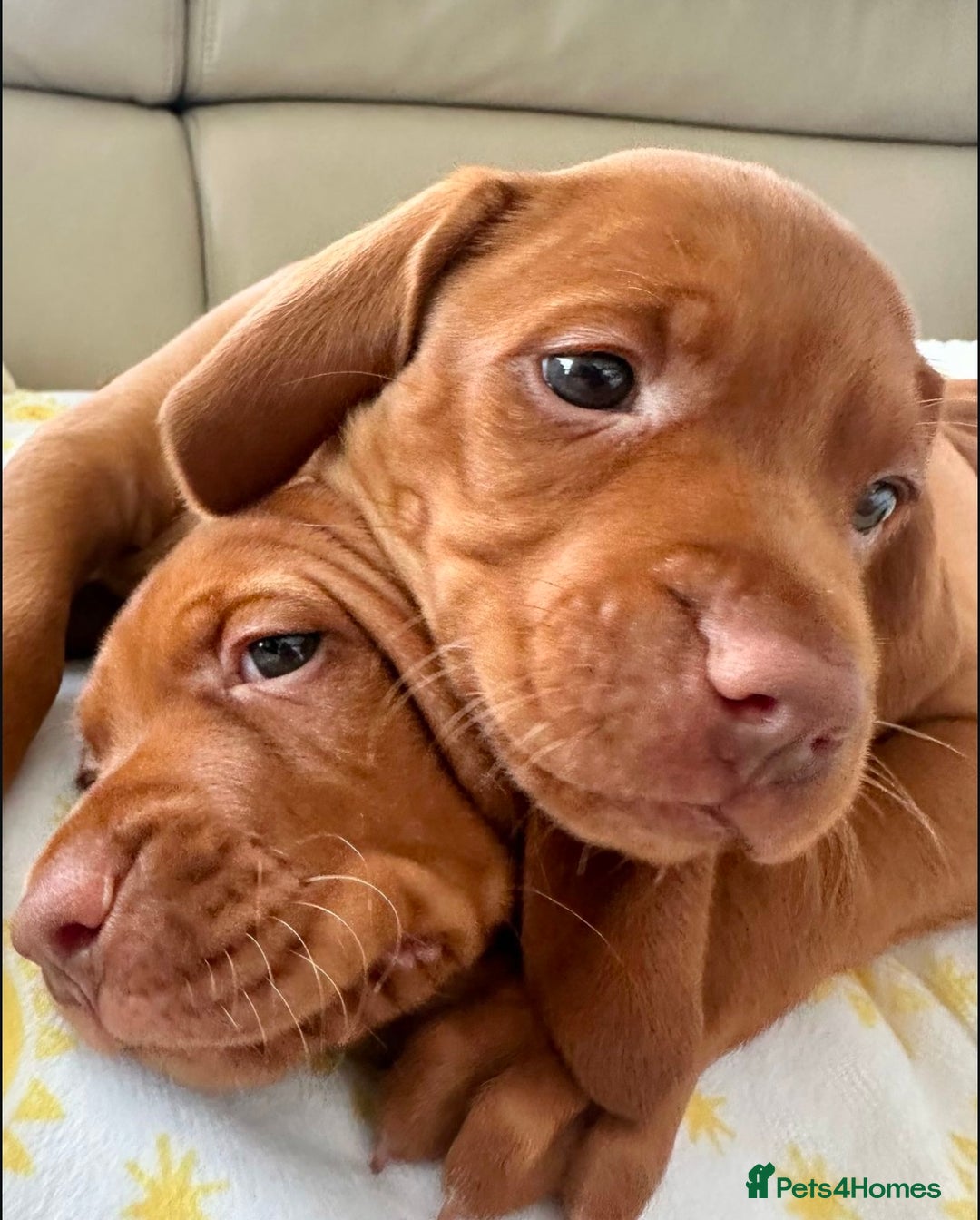 Hungarian Vizsla dogs for sale: Healthy Hungarian Vizlas puppies!! - Advert 5