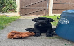 Mixed Breed dogs for sale: Bonnie - Image 10