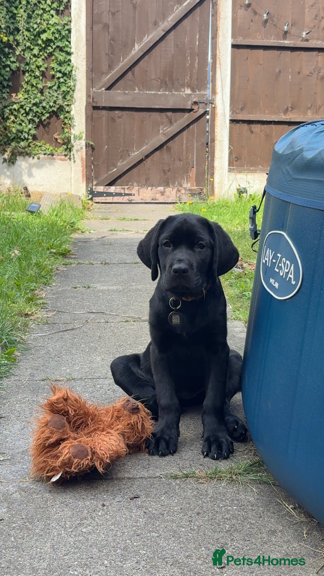 Mixed Breed dogs for sale: Bonnie - Image 10