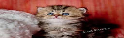 Persian cats for sale: Persian Chinchilla Kittens  - Advert 4