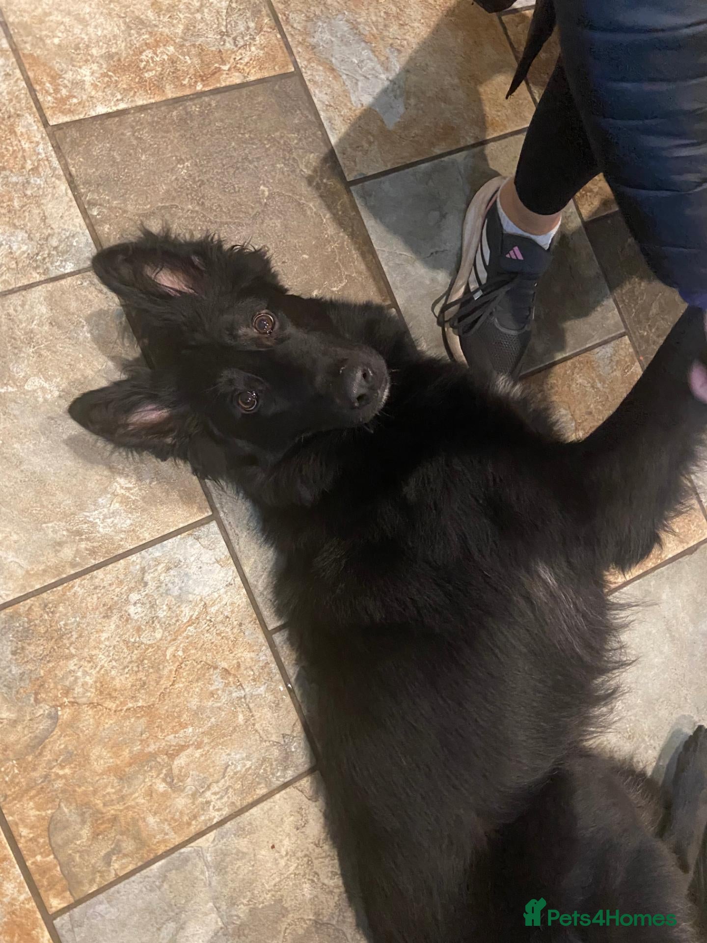 German Shepherd dogs Loyal 1yr Black Male German Shepherd - Advert 1