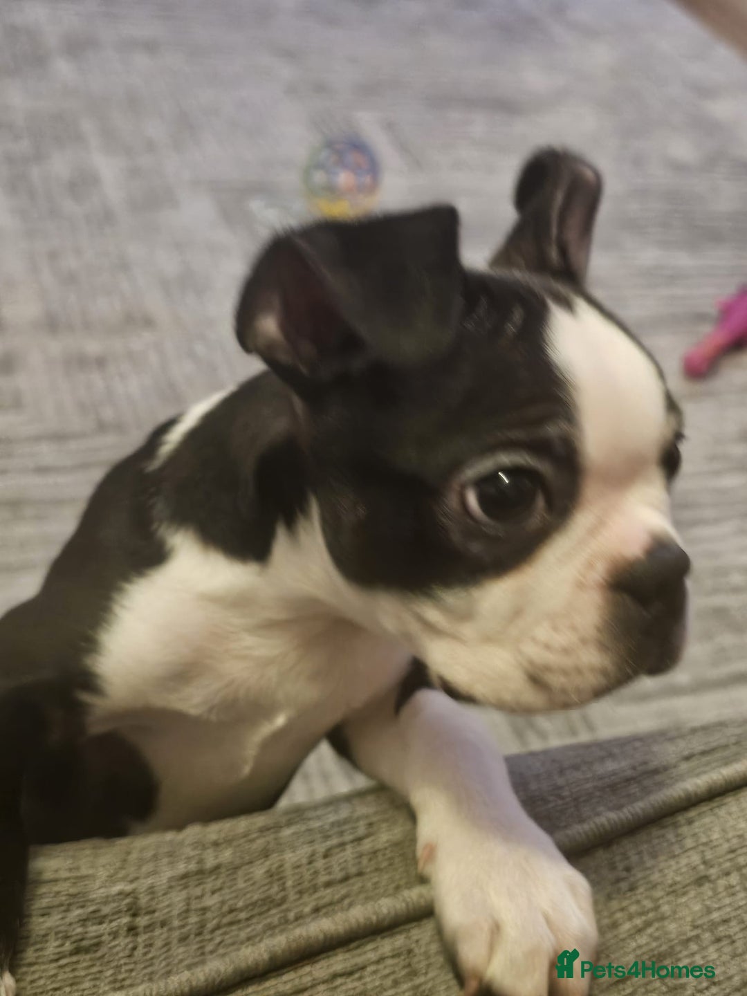 Boston Terrier dogs for sale: Boston Terrier Puppy Ready for His Forever Home - Advert 7
