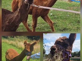 Alpaca livestock - Advert 23