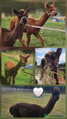 Alpaca livestock - Advert 2