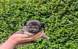 French Bulldog dogs for sale: Quality Frenchbulldog puppies carrying Fluffy  - Image 4