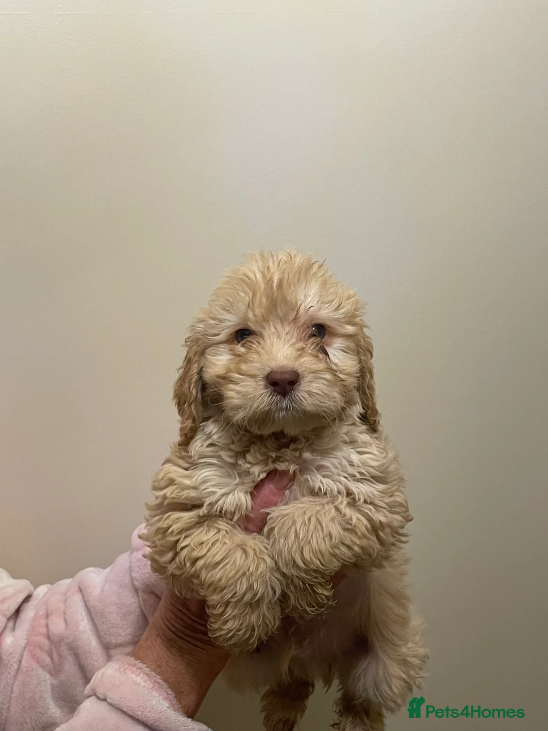 Cockapoo dogs for sale:  Cockapoo Puppies Ready for Loving Homes  - Advert 24