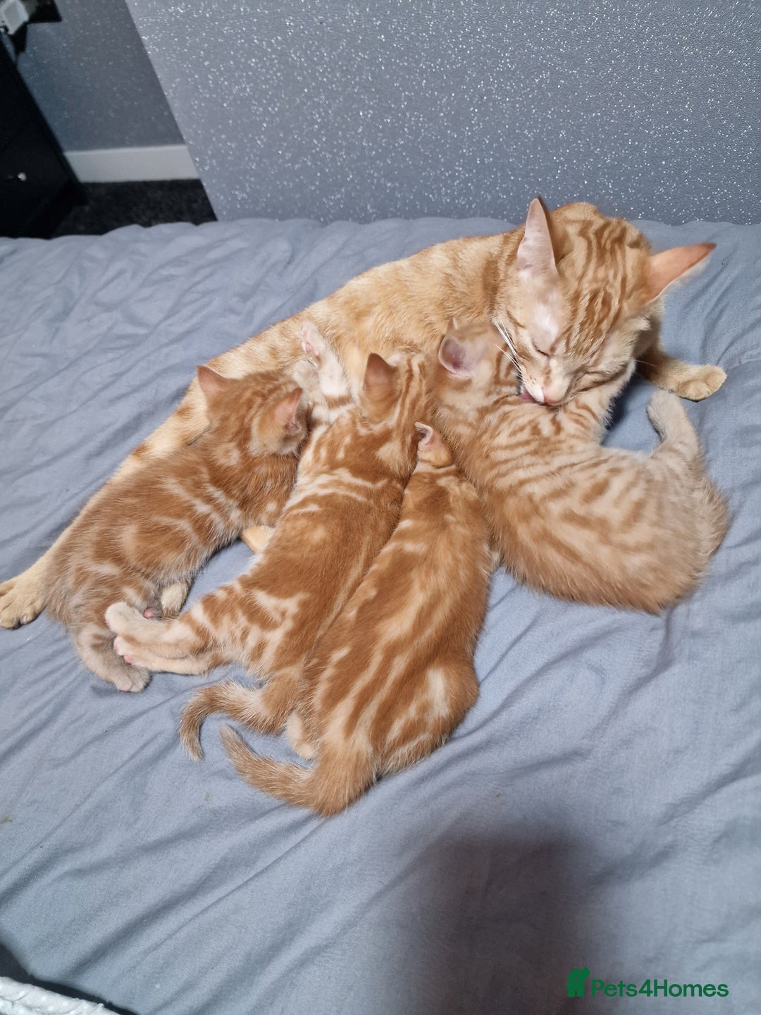 Mixed Breed cats for sale: Ginger kittens - Advert 2