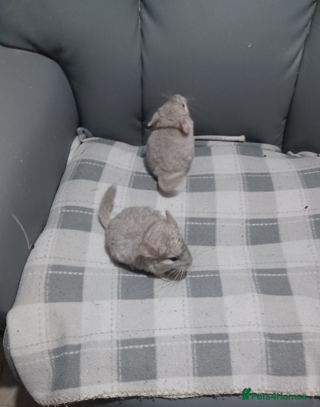 Chinchilla rodents for sale: Chinchilla kits to reserve  - Advert 11