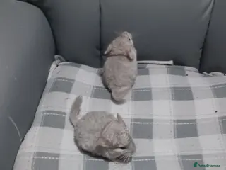 Chinchilla rodents Chinchilla kits 2 ready 4 for reservation - Advert 6