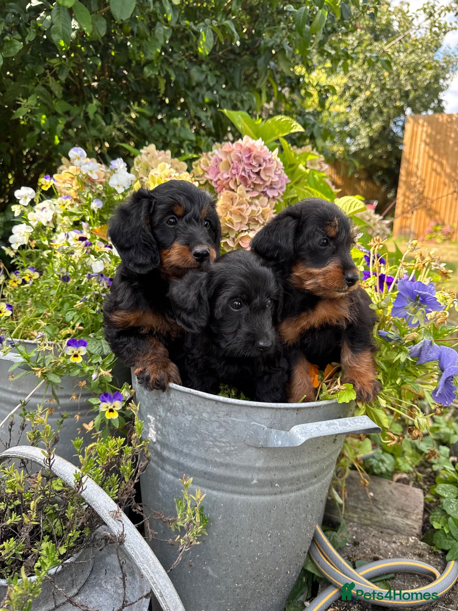 Doxiepoo dogs Adorable doxipoos  - Advert 1
