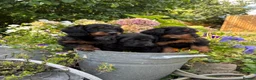 Doxiepoo dogs for sale: Adorable doxipoos  - Advert 1