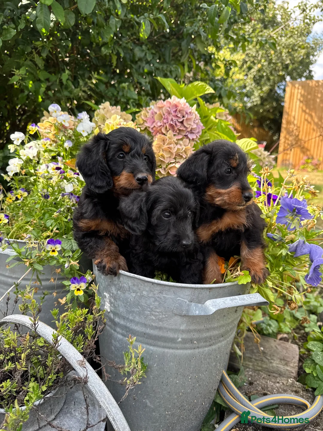 Doxiepoo dogs for sale: Adorable doxipoos  - Advert 1