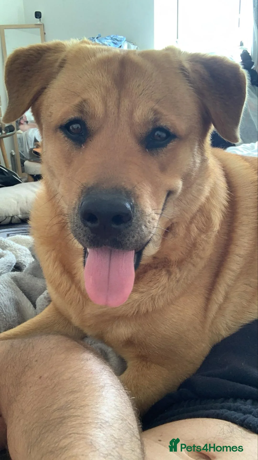 Mixed Breed dogs for sale: Rokita puppies  - Advert 9