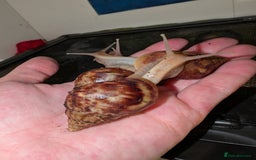 Snails invertebrates for sale: Young Giant African Land Snails, approx 4cm shell - Image 2