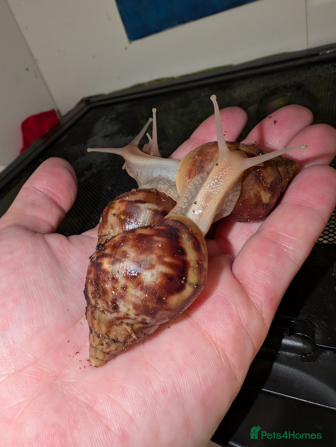 Snails invertebrates for sale: Young Giant African Land Snails, approx 4cm shell - Image 2