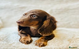 Miniature Dachshund dogs for sale: Chocolate & Tan Miniature Longhaired Dachshund - Image 9