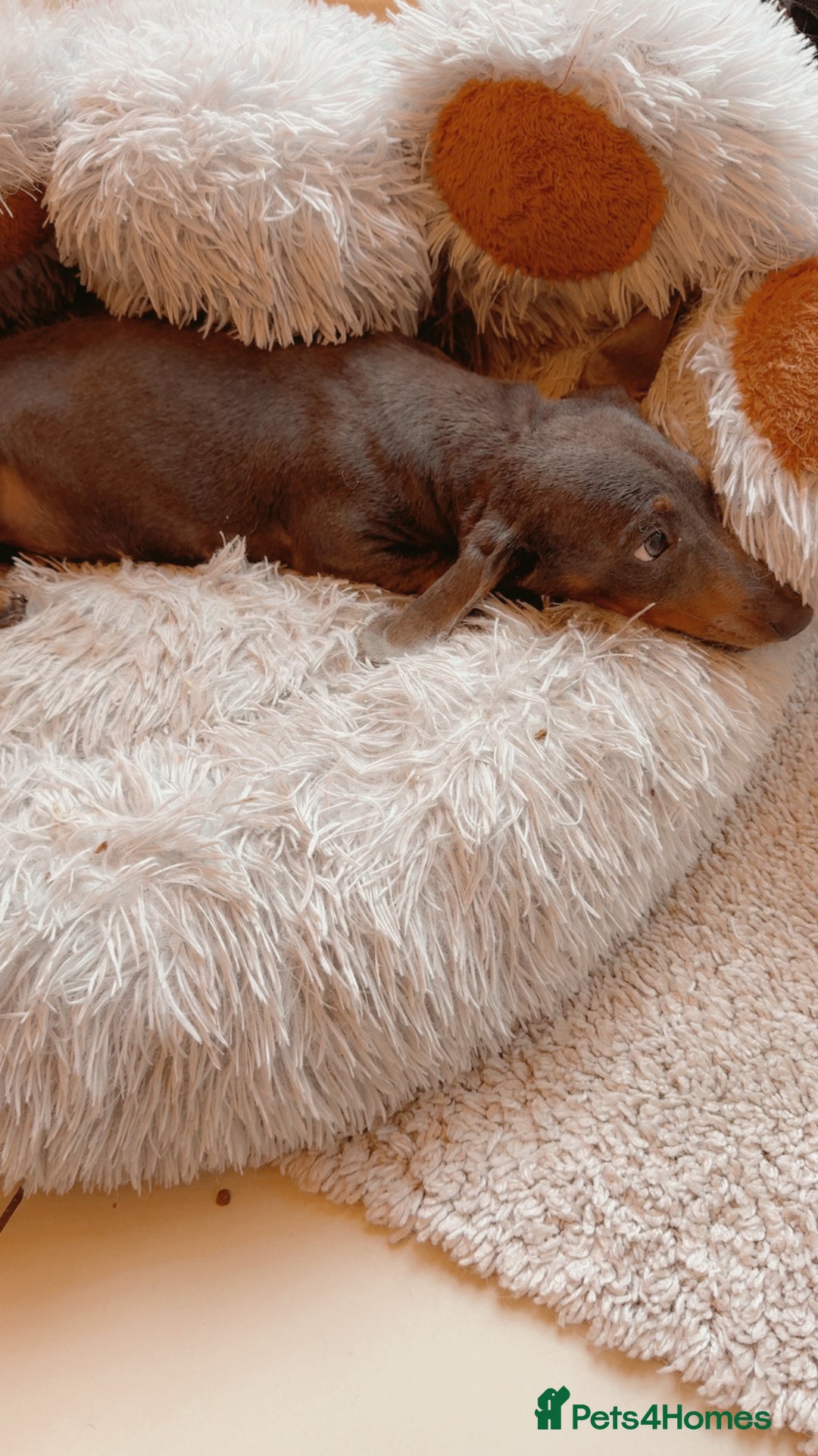 Dachshund dogs for sale: Dachshund girl  - Advert 3