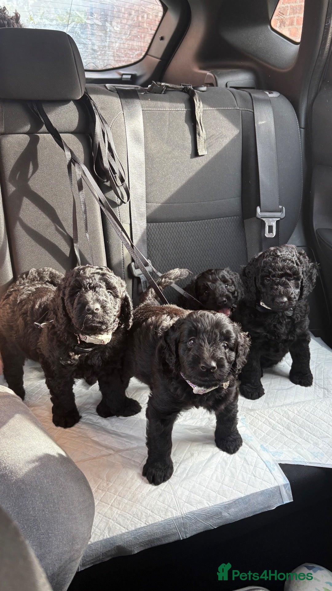 Labradoodle dogs PUPPS READY 13th LAST THREE LEFT BLACK LABRADOODLE - Advert 2