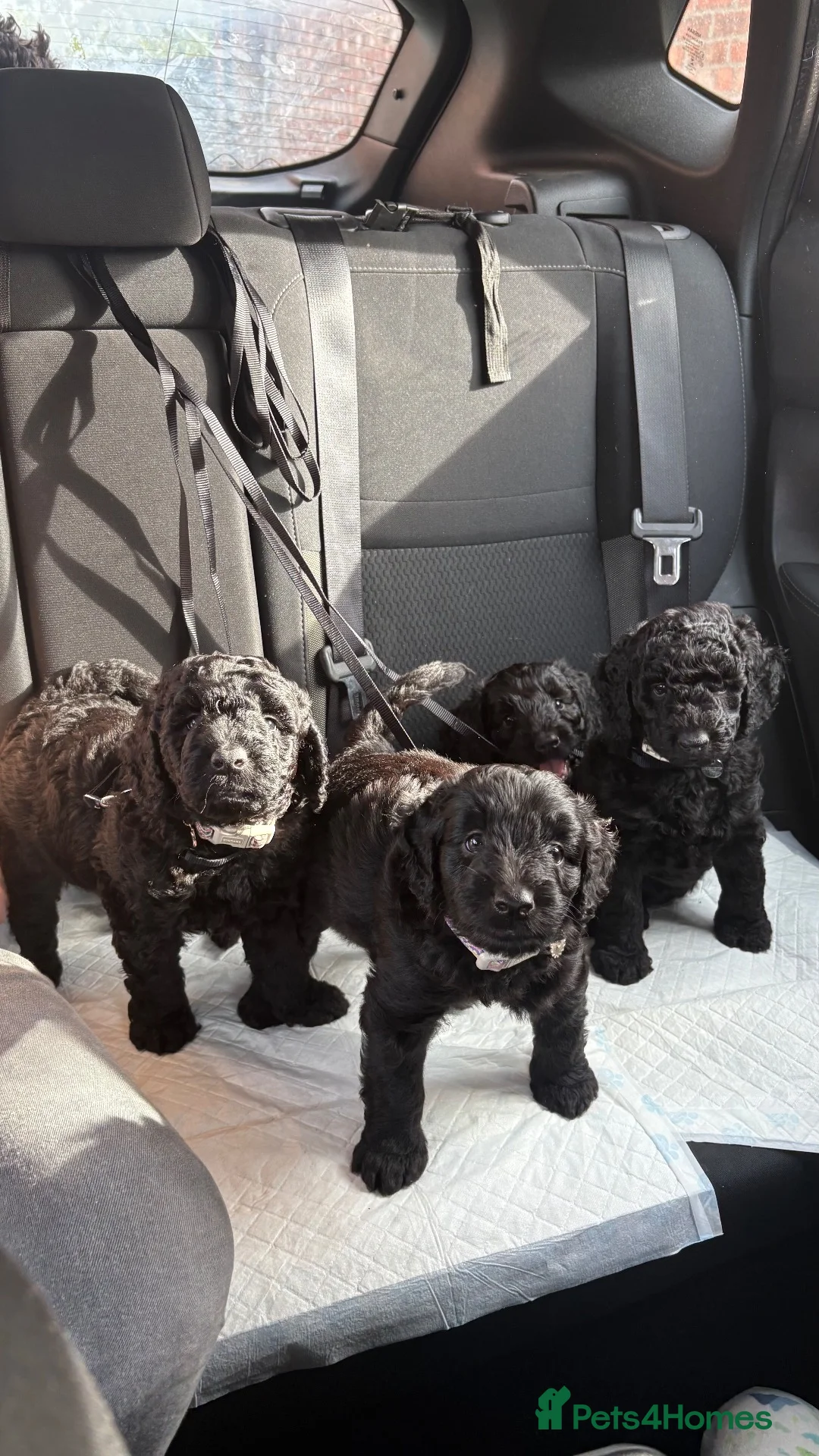 Labradoodle dogs for sale: PUPPS READY 13th LAST THREE LEFT BLACK LABRADOODLE - Advert 2