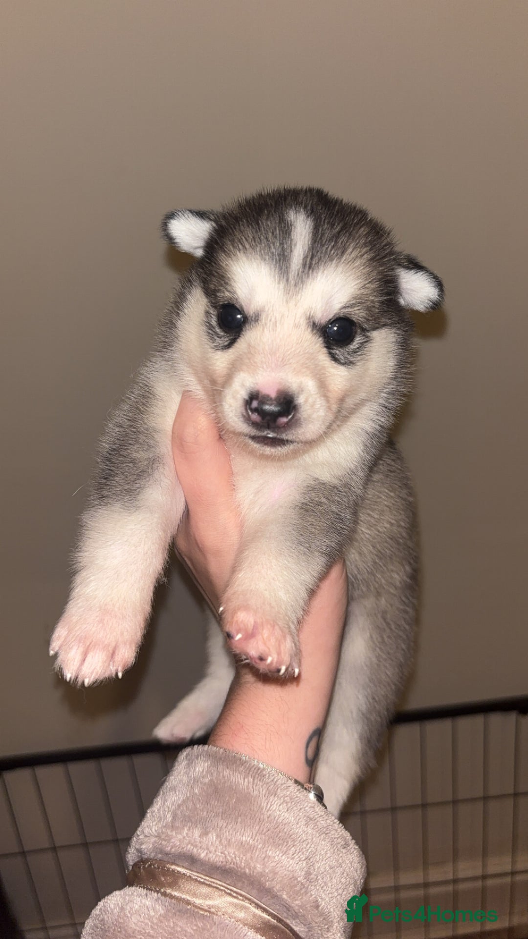 Siberian Husky dogs for sale: 6 beautiful Siberian husky’s🩷 - Advert 6