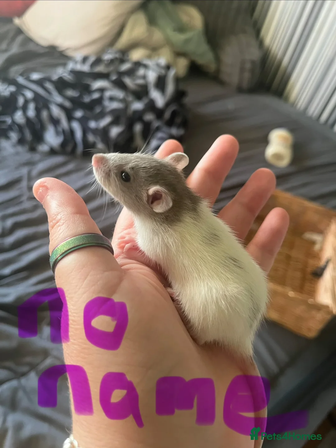 Rat rodents for sale: 8 baby girl rats in Basildon - Advert 1