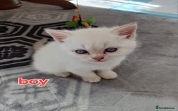 British Shorthair cats for sale: Slodziaki - Image 5