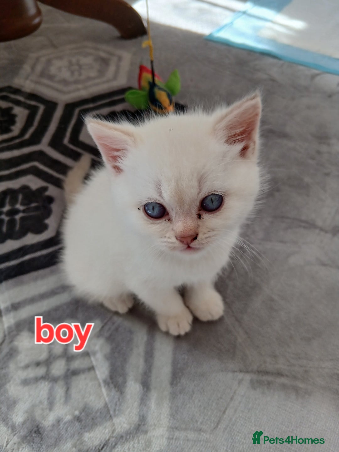 British Shorthair cats for sale: Slodziaki - Image 5