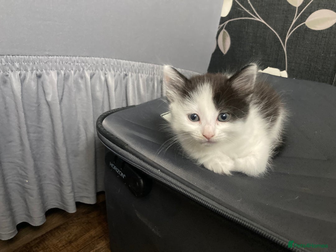 Mixed Breed cats for sale: Sweet Kittens  - Image 5