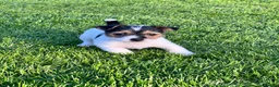 Jack Russell dogs for sale: Jack Russell puppies  - Advert 16