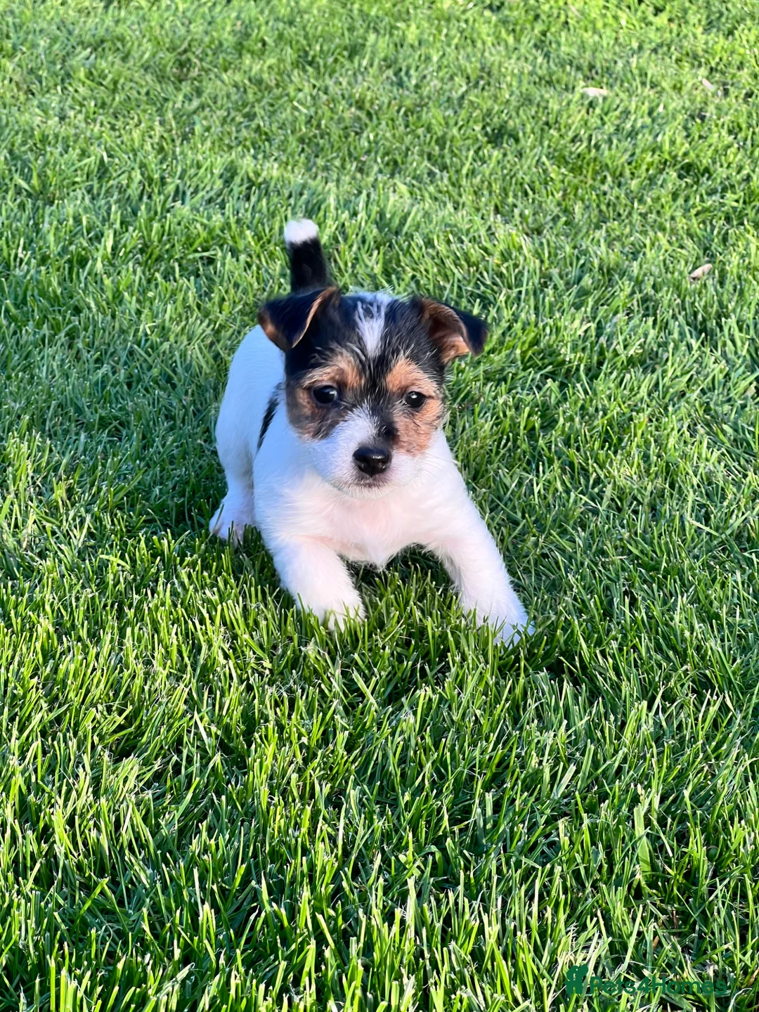 Jack Russell dogs for sale: Jack Russell puppies  - Advert 16