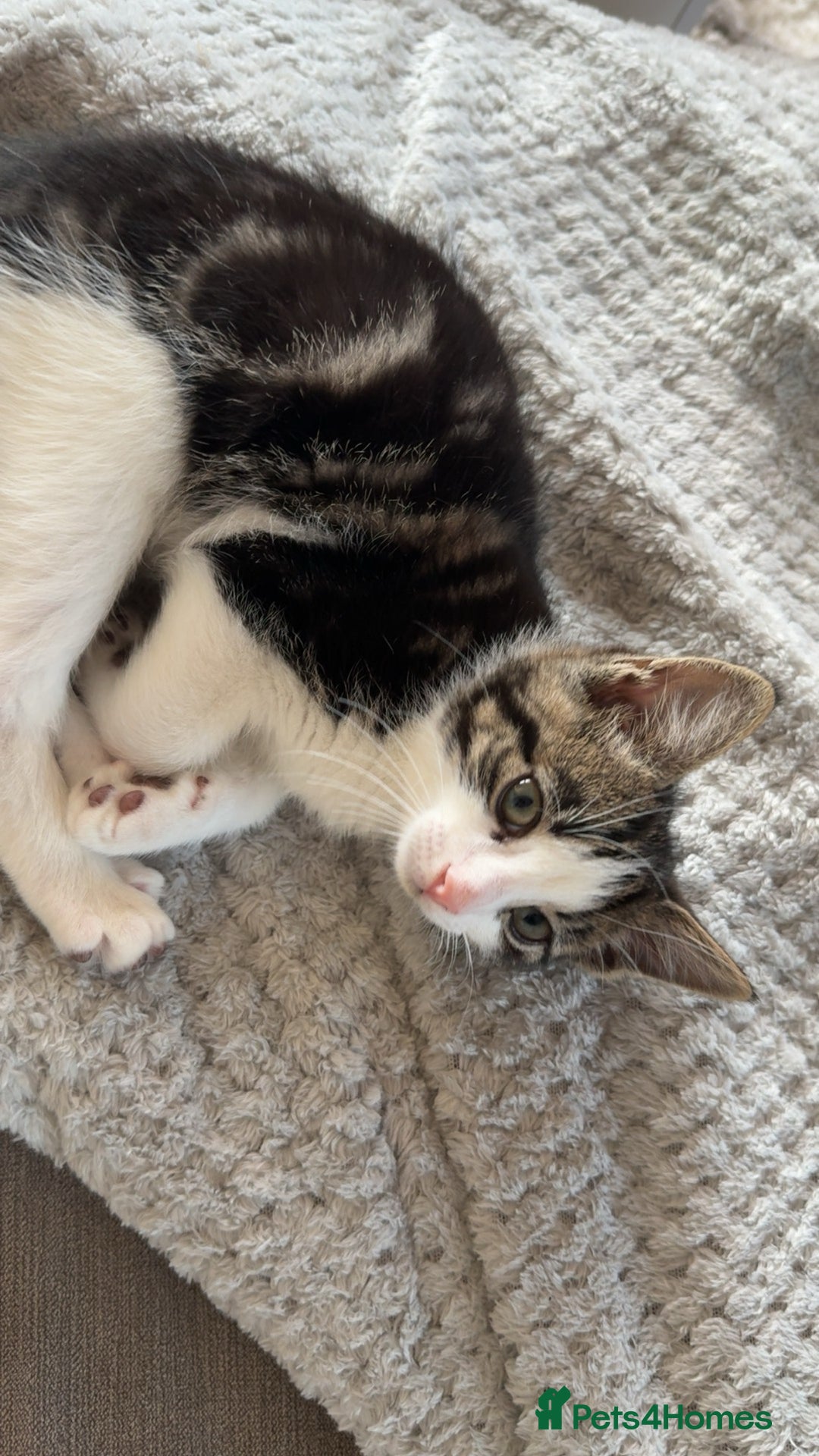 Mixed Breed cats for sale: Male kitten - Advert 2