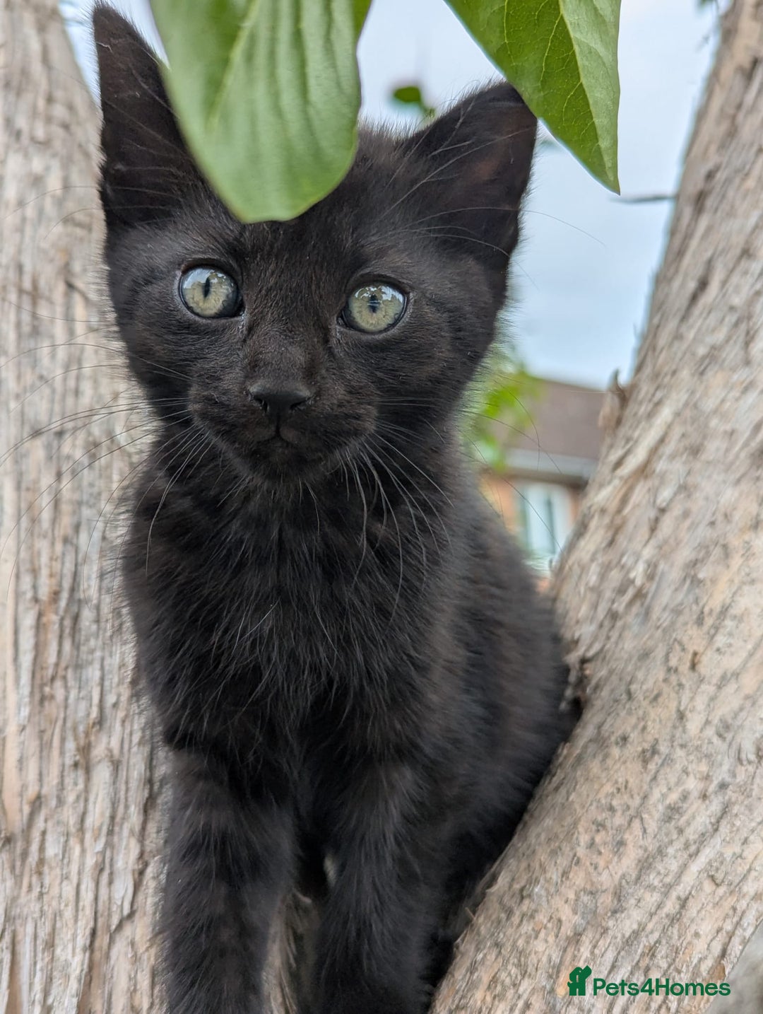 European cats for sale: Beautiful, friendly and playful kittens - Image 22
