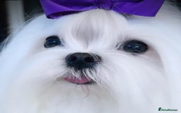 Maltese dogs for sale: Beautiful Korean Maltese puppies  - Image 11