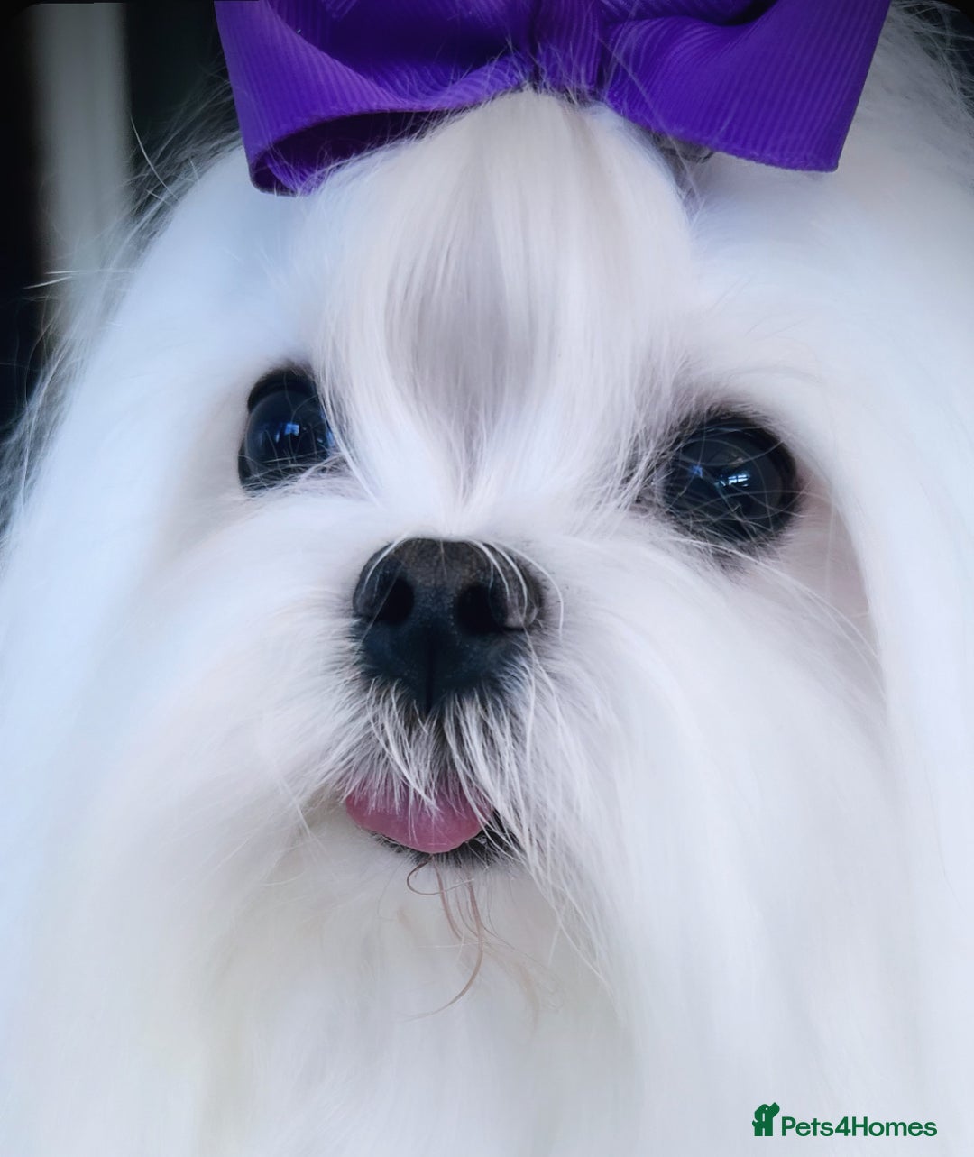 Maltese dogs for sale: Beautiful Korean Maltese puppies  - Image 11