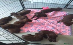 Labrador Retriever dogs for sale: KC Chocolate labrador (Ready To Go Now)🦮 - Image 7