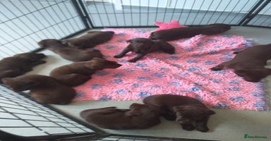 Labrador Retriever dogs - Advert 3
