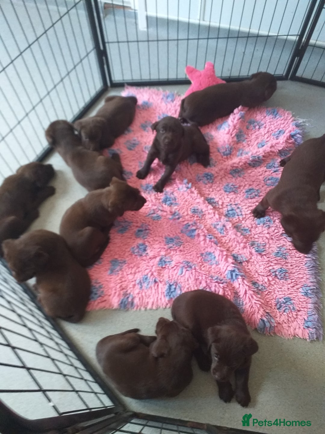 Labrador Retriever dogs for sale: KC Chocolate labrador (Ready To Go Now)🦮 - Image 7