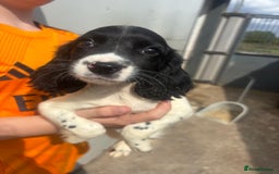 English Springer Spaniel dogs for sale: Springer spaniel pups ready now  - Image 16