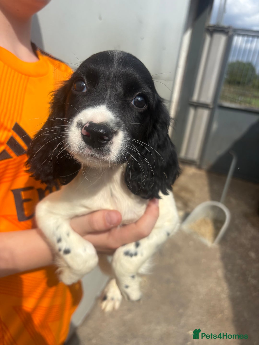 English Springer Spaniel dogs for sale: Springer spaniel pups ready now  - Image 16