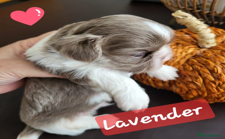 Shih Tzu dogs - Advert 9