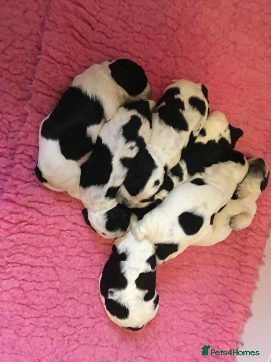 Sprocker dogs for sale: Adorable F1 Sprocker Spaniel Babies.  - Advert 10