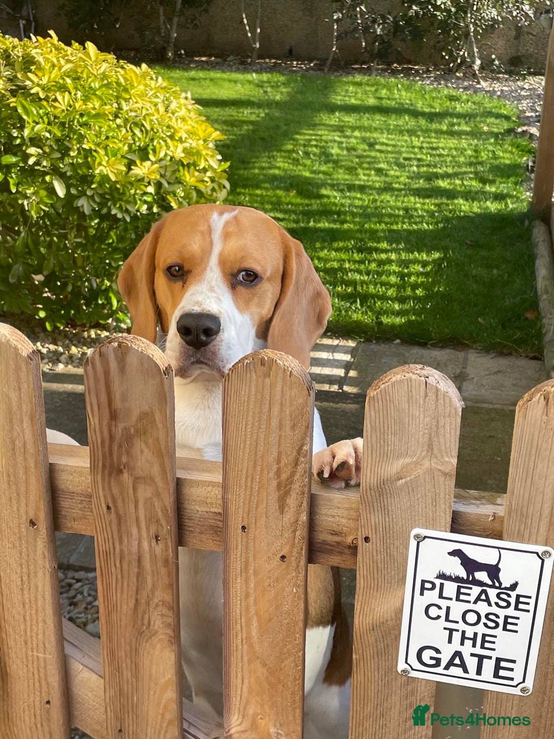 Beagle dogs for stud: KC Registered Beagle for Stud - Advert 8