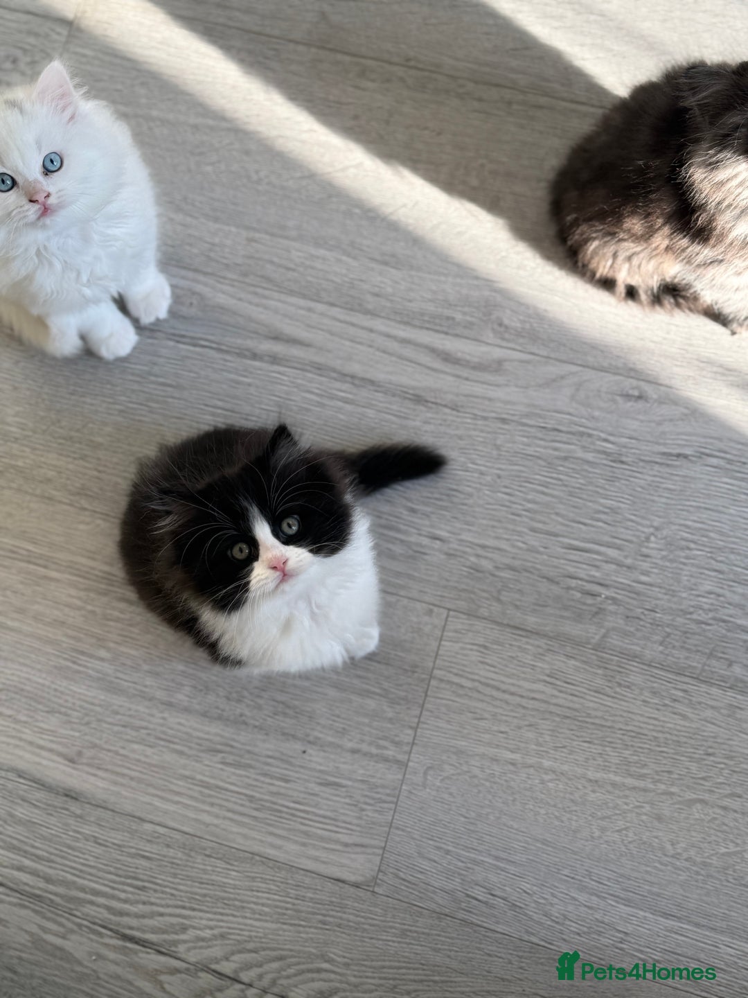 Persian cats for sale: Persian  - Advert 9