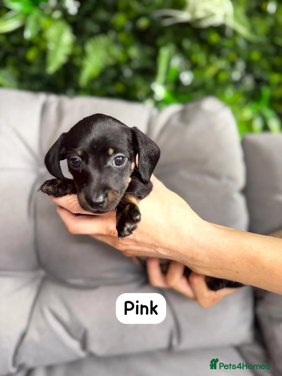 Miniature Dachshund dogs for sale: Miniature dachshunds in Stafford - Advert 21
