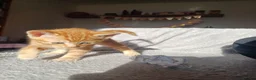 Mixed Breed cats for sale: 5 Stunning Domestic Kittens tabby orange stripe - Advert 12