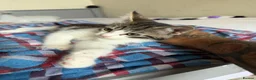 Mixed Breed cats for sale: Kitten - Advert 6