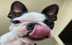 Boston Terrier dogs for sale: Beautiful Boston Terrier - Image 4